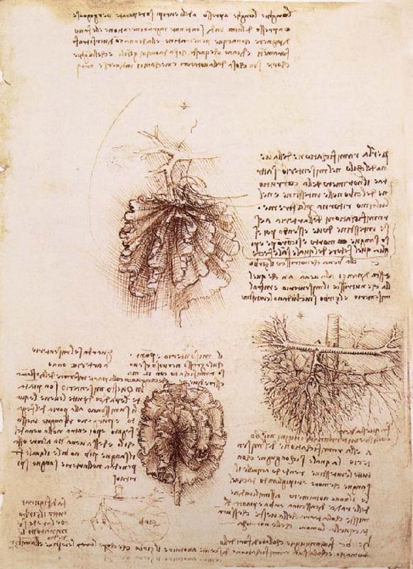 LEONARDO da Vinci Gekrose of the intestine and its Gefabsystems France oil painting art